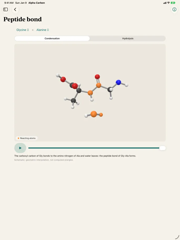 The peptide bond screen on iPad.