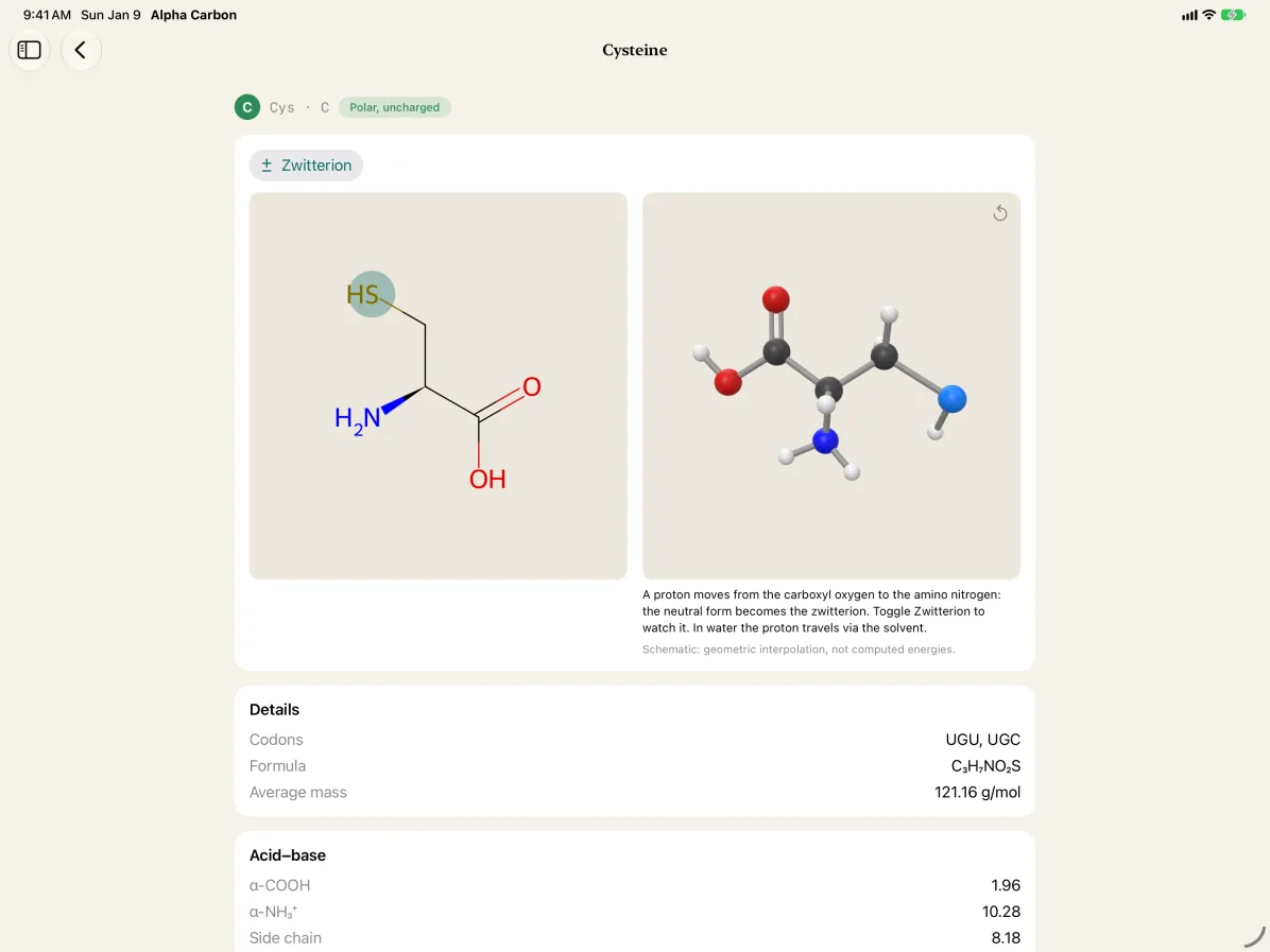 The cysteine card on iPad: the 2D drawing and the 3D model side by side on the app's paper background.